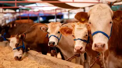 Kurbanlık Hayvanlarda Yeni Tedbirler!